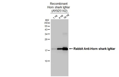 Rabbit Anti-Horn shark IgNar antibody [HL3138]. GTX640630
