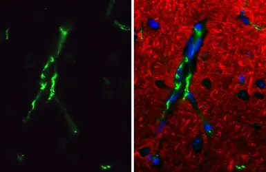 Anti-Claudin 5 antibody [HL3156] used in IHC (Paraffin sections) (IHC-P). GTX640666