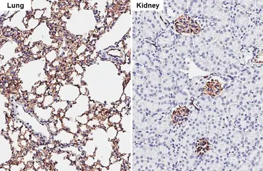Anti-Claudin 5 antibody [HL3156] used in IHC (Paraffin sections) (IHC-P). GTX640666