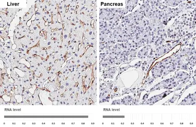 Anti-Claudin 5 antibody [HL3156] used in IHC (Paraffin sections) (IHC-P). GTX640666