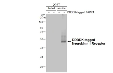 Anti-Neurokinin 1 Receptor antibody [HL3194] used in Western Blot (WB). GTX640833