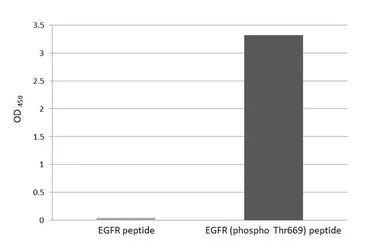 Anti-EGFR (phospho Thr669) antibody [HL3265] used in  (). GTX640912
