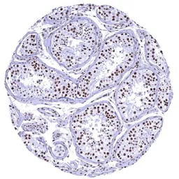 Anti-KAP1 antibody [HMV335] HistoMAX&trade; used in IHC (Paraffin sections) (IHC-P). GTX640915
