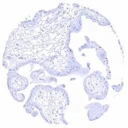 Anti-SOX2 antibody [HMV338] HistoMAX&trade; used in IHC (Paraffin sections) (IHC-P). GTX640918