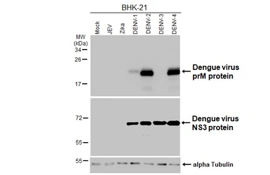 Anti-Dengue virus prM protein antibody [HL3288] used in Western Blot (WB). GTX640942