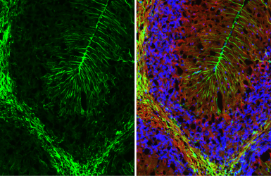 Anti-GFAP antibody [GT25] used in IHC (Frozen sections) (IHC-Fr). GTX641104