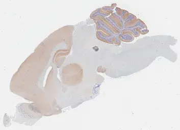 Anti-VGluT1 antibody [GT34] used in IHC (Paraffin sections) (IHC-P). GTX641142