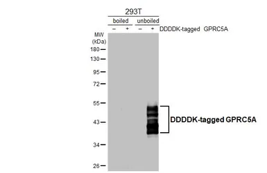 Anti-GPRC5A antibody [HL3393] used in Western Blot (WB). GTX641213
