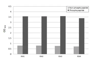 Anti-RSK (pan) (phospho Ser221 / Ser227 / Ser218 / Ser232) antibody [HL3427] used in  (). GTX641269