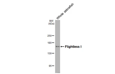 Anti-Flightless I antibody [HL3438] used in Western Blot (WB). GTX641311