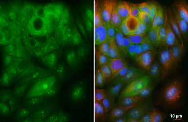 Anti-ZER1 antibody [HL3491] used in Immunocytochemistry/ Immunofluorescence (ICC/IF). GTX641379