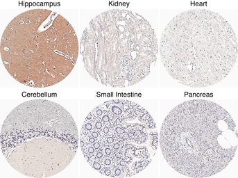 Anti-mGluR5 antibody [H339] HistoMAX&trade; used in IHC (Paraffin sections) (IHC-P). GTX641400