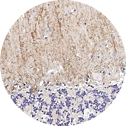 Anti-Adenosine A1 Receptor antibody [H341] HistoMAX&trade; used in IHC (Paraffin sections) (IHC-P). GTX641402