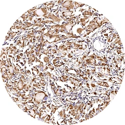 Anti-CXCR7 antibody [H342] HistoMAX&trade; used in IHC (Paraffin sections) (IHC-P). GTX641403