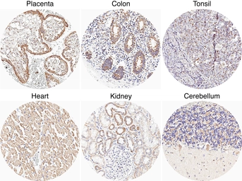 Anti-CXCR7 antibody [H342] HistoMAX&trade; used in IHC (Paraffin sections) (IHC-P). GTX641403