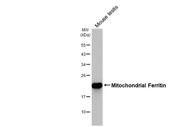 Anti-Mitochondrial Ferritin antibody [HL3521] used in Western Blot (WB). GTX641418