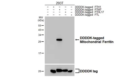 Anti-Mitochondrial Ferritin antibody [HL3521] used in Western Blot (WB). GTX641418