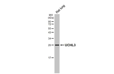 Anti-UCHL3 antibody [HL3564] used in Western Blot (WB). GTX641470