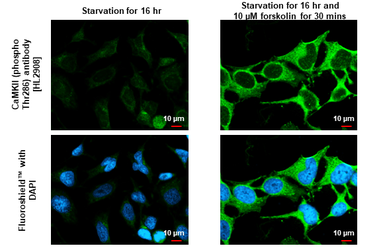 Anti-CaMKII alpha (phospho Thr286) antibody [HL3570] used in Immunocytochemistry/ Immunofluorescence (ICC/IF). GTX641517