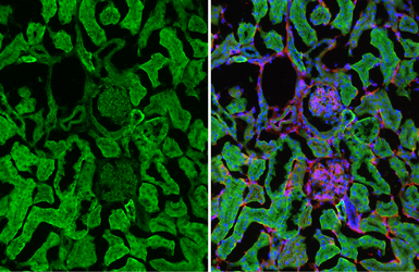 Anti-PTH1R antibody [HL3651] used in IHC (Frozen sections) (IHC-Fr). GTX641642