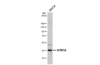 Anti-5-HT1A receptor antibody [HL3657] used in Western Blot (WB). GTX641648