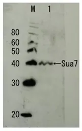 Anti-Sua7 / TFIIB (S. cerevisiae) antibody used in Western Blot (WB). GTX64172