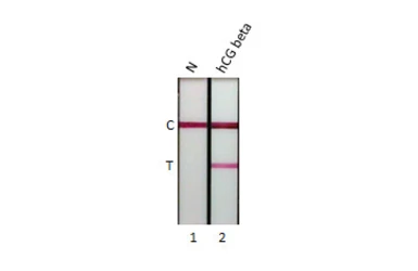 Anti-hCG beta antibody [GT76] used in Lateral Flow (Lateral Flow). GTX641721
