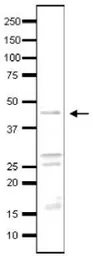 Anti-Taf3 (S. cerevisiae) antibody used in Western Blot (WB). GTX64178