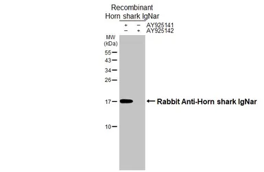Rabbit Anti-Horn shark IgNar antibody [HL3690]. GTX641862