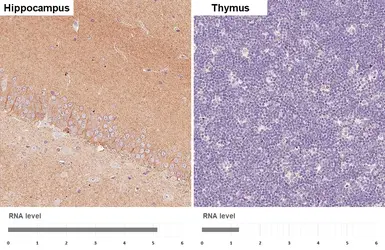 Anti-Gephyrin antibody [HL3713] used in IHC (Paraffin sections) (IHC-P). GTX641903
