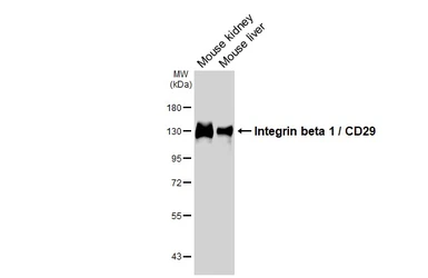 Anti-Integrin beta 1 / CD29 antibody [HL3715] used in Western Blot (WB). GTX641905