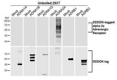 Anti-alpha 2a Adrenergic Receptor antibody [HL3723] used in Western Blot (WB). GTX641913