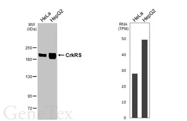 Anti-CDK12 antibody [HL3756] used in Western Blot (WB). GTX641955