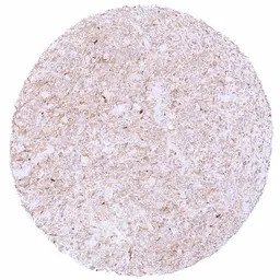 Anti-EGFRvIII antibody [HMV3805] HistoMAX&trade; used in IHC (Paraffin sections) (IHC-P). GTX642029