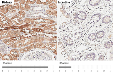 Anti-PATJ antibody [HL3842] used in IHC (Paraffin sections) (IHC-P). GTX642076