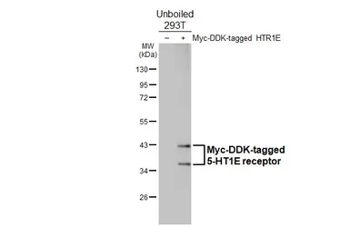 Anti-5-HT1E receptor antibody [HL3875] used in Western Blot (WB). GTX642113
