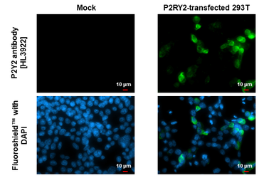 Anti-P2Y2 antibody [HL3922] used in Immunocytochemistry/ Immunofluorescence (ICC/IF). GTX642167