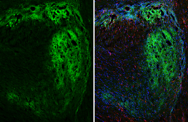 Anti-GPR40 antibody [HL3956] used in IHC (Frozen sections) (IHC-Fr). GTX642206