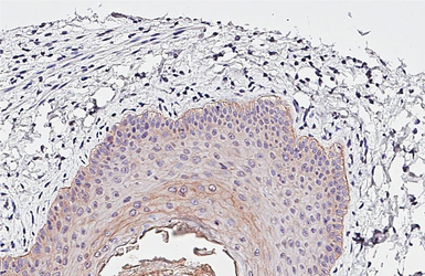 Anti-ENaC Alpha antibody [HL3980] used in IHC (Paraffin sections) (IHC-P). GTX642306