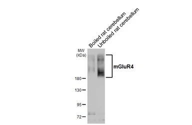 Anti-mGluR4 antibody [HL3986] used in Western Blot (WB). GTX642312
