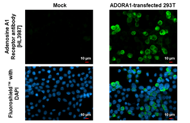 Anti-Adenosine A1 Receptor antibody [HL3987] used in Immunocytochemistry/ Immunofluorescence (ICC/IF). GTX642313