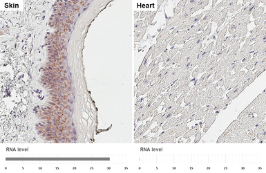 Anti-PVRL4 antibody [HL3999] used in IHC (Paraffin sections) (IHC-P). GTX642330