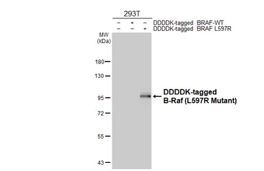 Anti-B-Raf (L597R Mutant) antibody [HL4010] used in Western Blot (WB). GTX642341