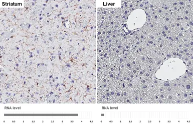 Anti-CD11b antibody [HL4028] used in IHC (Paraffin sections) (IHC-P). GTX642359