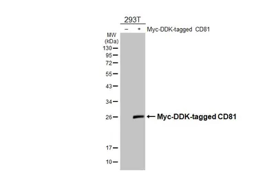 Anti-CD81 antibody [HL4048] used in Western Blot (WB). GTX642463