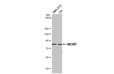 Anti-MCM7 antibody [HL4072] used in Western Blot (WB). GTX642511