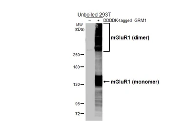 Anti-mGluR1 antibody [HL4127] used in Western Blot (WB). GTX642573