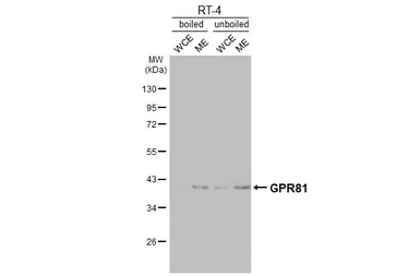 Anti-GPR81 antibody [HL4128] used in Western Blot (WB). GTX642574