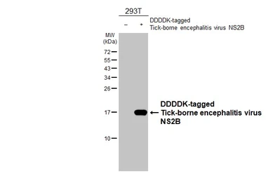 Anti-Tick-borne encephalitis virus (TBEV) NS2B antibody [HL4147] used in Western Blot (WB). GTX642952