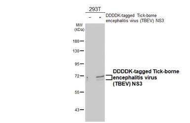 Anti-Tick-borne encephalitis virus (TBEV) NS3 antibody [HL4153] used in Western Blot (WB). GTX642958
